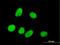 Regulation of nuclear pre-mRNA domain-containing protein 1A antibody, H00055197-B01P, Novus Biologicals, Immunofluorescence image 