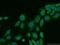 Carnosine Dipeptidase 1 antibody, 17759-1-AP, Proteintech Group, Immunofluorescence image 