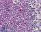 Septin-6 antibody, LS-B6216, Lifespan Biosciences, Immunohistochemistry frozen image 
