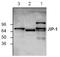 Mitogen-Activated Protein Kinase 8 Interacting Protein 1 antibody, TA318944, Origene, Western Blot image 