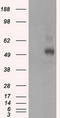 PKR2 antibody, LS-C115180, Lifespan Biosciences, Western Blot image 
