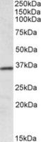 Homeobox A4 antibody, LS-C113015, Lifespan Biosciences, Western Blot image 