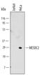 LDLR chaperone MESD antibody, MAB5577, R&D Systems, Western Blot image 