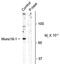 Syntaxin Binding Protein 1 antibody, PA5-35398, Invitrogen Antibodies, Western Blot image 