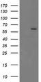 Cyp17 antibody, TA503395S, Origene, Western Blot image 