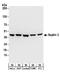 Septin-2 antibody, A304-211A, Bethyl Labs, Western Blot image 