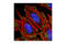 NUMB Endocytic Adaptor Protein antibody, 2756T, Cell Signaling Technology, Immunofluorescence image 