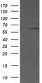 CD19 antibody, TA506279S, Origene, Western Blot image 