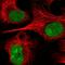 Neuregulin 2 antibody, HPA047973, Atlas Antibodies, Immunocytochemistry image 