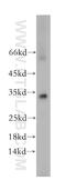 HL antibody, 16898-1-AP, Proteintech Group, Western Blot image 