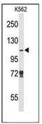 Lysine-specific demethylase 4B antibody, AP52269PU-N, Origene, Western Blot image 