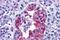 Gastric Inhibitory Polypeptide Receptor antibody, GTX71821, GeneTex, Immunohistochemistry paraffin image 