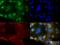 Cellular Communication Network Factor 1 antibody, NB100-356, Novus Biologicals, Immunocytochemistry image 