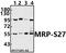 Mitochondrial Ribosomal Protein S27 antibody, A12929S27Y48, Boster Biological Technology, Western Blot image 