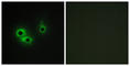 Anterior Gradient 3, Protein Disulphide Isomerase Family Member antibody, abx013714, Abbexa, Western Blot image 
