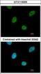 CCR4-NOT Transcription Complex Subunit 3 antibody, GTX115005, GeneTex, Immunofluorescence image 