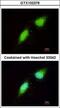 Brain Expressed X-Linked 3 antibody, GTX102376, GeneTex, Immunofluorescence image 