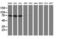 cAMP-specific 3 ,5 -cyclic phosphodiesterase 4B antibody, M02228, Boster Biological Technology, Western Blot image 