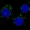 Golgi reassembly-stacking protein 2 antibody, MA5-24642, Invitrogen Antibodies, Immunofluorescence image 