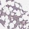 Biorientation Of Chromosomes In Cell Division 1 Like 1 antibody, PA5-59504, Invitrogen Antibodies, Immunohistochemistry frozen image 