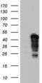 Nuclear Receptor Binding Factor 2 antibody, LS-C790066, Lifespan Biosciences, Western Blot image 