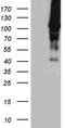 HECT Domain And Ankyrin Repeat Containing E3 Ubiquitin Protein Ligase 1 antibody, TA810060S, Origene, Western Blot image 