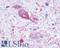 MCH receptor 1 antibody, LS-A1539, Lifespan Biosciences, Immunohistochemistry frozen image 