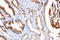 COX2 antibody, LS-C312879, Lifespan Biosciences, Immunohistochemistry frozen image 