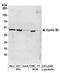 Cyclin B2 antibody, A304-509A, Bethyl Labs, Western Blot image 