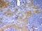 CD40 Ligand antibody, PA5-78983, Invitrogen Antibodies, Immunohistochemistry frozen image 