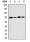 SH2B Adaptor Protein 1 antibody, orb340942, Biorbyt, Western Blot image 