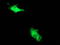 BECN1 antibody, CF502643, Origene, Immunofluorescence image 