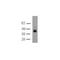 Nanog Homeobox antibody, TA320426, Origene, Western Blot image 