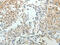 Protein NDRG2 antibody, CSB-PA071884, Cusabio, Immunohistochemistry frozen image 