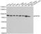 Heat Shock Protein Family A (Hsp70) Member 5 antibody, A0241, ABclonal Technology, Western Blot image 