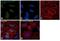 Histone H3 antibody, PA5-17109, Invitrogen Antibodies, Immunofluorescence image 