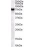 Frizzled Class Receptor 8 antibody, orb19131, Biorbyt, Immunohistochemistry paraffin image 