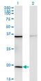 Ribosomal Protein L17 antibody, MA5-19841, Invitrogen Antibodies, Western Blot image 