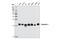 Caveolin 1 antibody, 3267P, Cell Signaling Technology, Western Blot image 