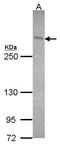 BRCA2 antibody, NBP1-41189, Novus Biologicals, Western Blot image 