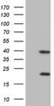 Nuclear receptor subfamily 1 group I member 3 antibody, LS-C790590, Lifespan Biosciences, Western Blot image 