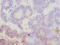 Arginine Vasopressin Receptor 1A antibody, LS-C285747, Lifespan Biosciences, Immunohistochemistry paraffin image 