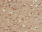 Carbohydrate Sulfotransferase 1 antibody, CSB-PA005402LA01HU, Cusabio, Immunohistochemistry paraffin image 