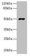 Divergent Protein Kinase Domain 1A antibody, LS-C399186, Lifespan Biosciences, Western Blot image 