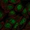 Zinc finger protein 1 antibody, HPA044916, Atlas Antibodies, Immunofluorescence image 