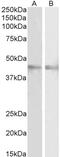 Cadherin 13 antibody, 43-425, ProSci, Western Blot image 