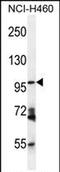 Glutamyl Aminopeptidase antibody, PA5-71630, Invitrogen Antibodies, Western Blot image 