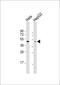 Opsin 1, Medium Wave Sensitive antibody, 61-710, ProSci, Western Blot image 