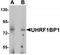 UHRF1 Binding Protein 1 antibody, TA319946, Origene, Western Blot image 