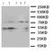 SMAD Family Member 5 antibody, LS-C313234, Lifespan Biosciences, Western Blot image 